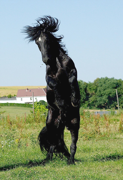 American Percheron 1 (65)